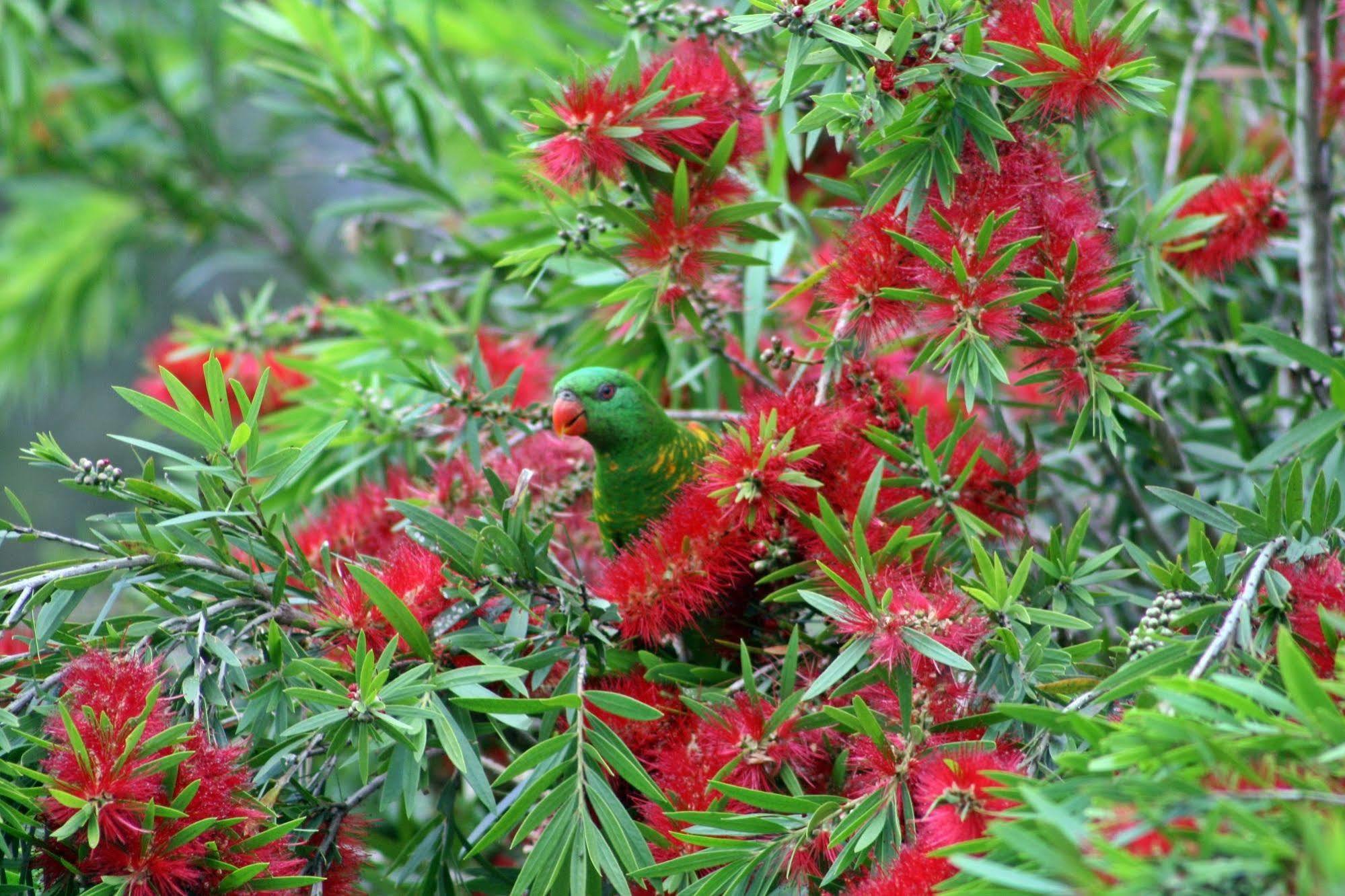 Bottlebrush B & B Maryborough Bagian luar foto