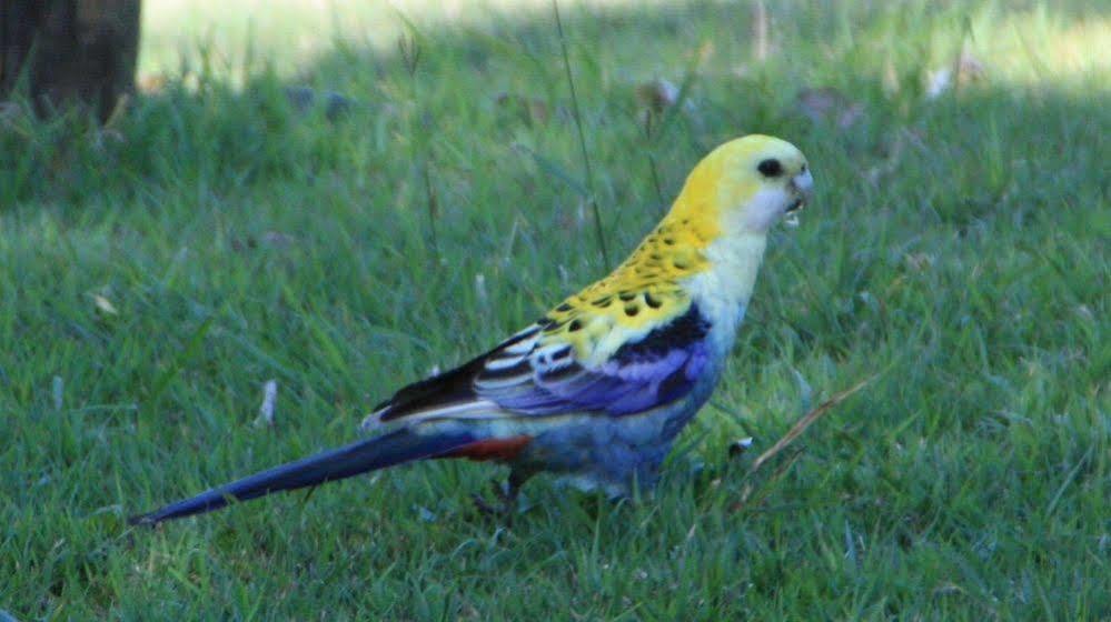 Bottlebrush B & B Maryborough Bagian luar foto