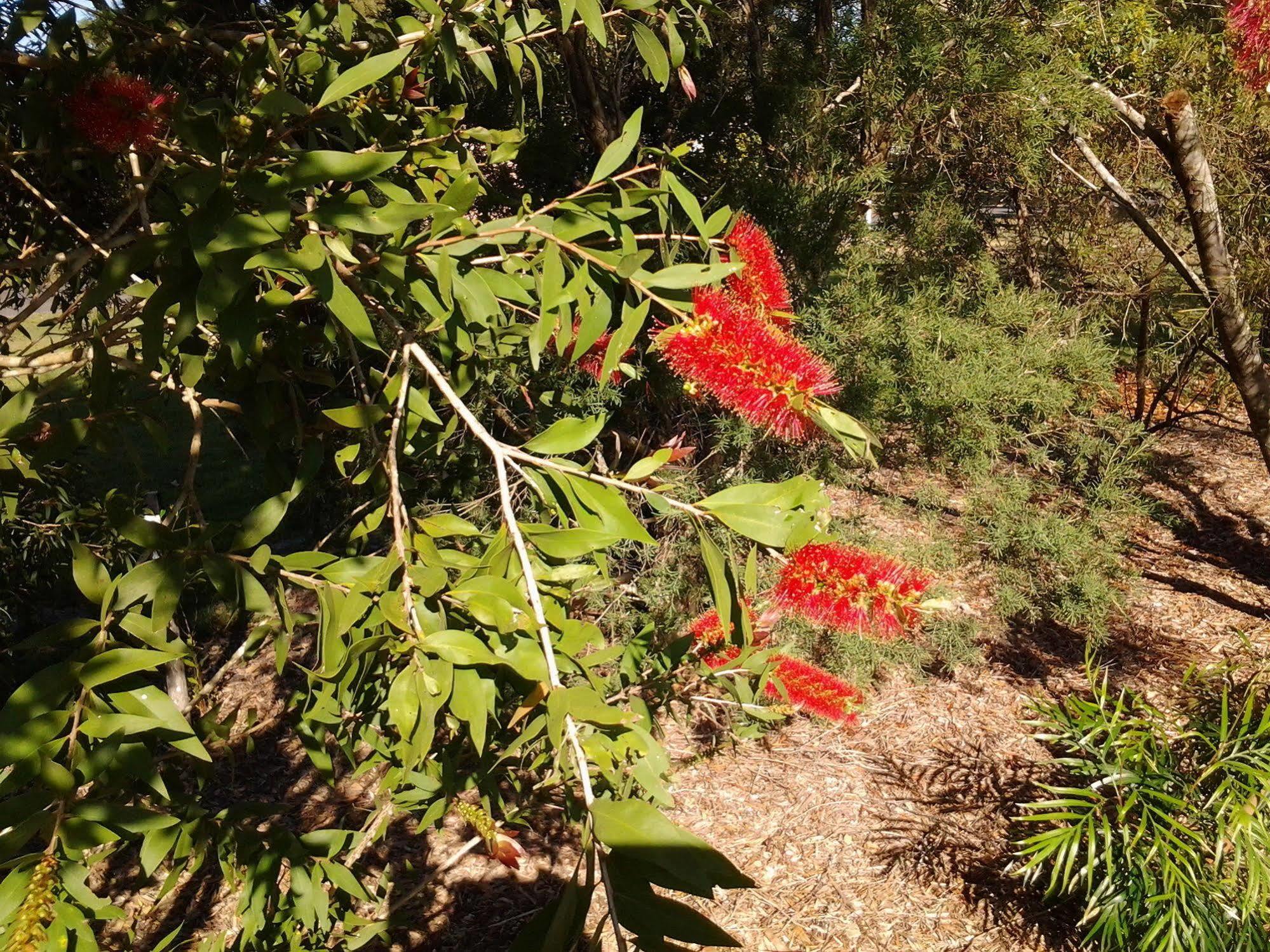 Bottlebrush B & B Maryborough Bagian luar foto